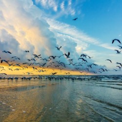 Birds at Sunrise